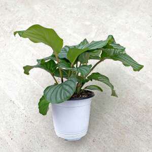 칼라데아 오르비폴리아 키위기쉬운식물 공기정화식물