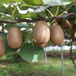 골드키위 묘목 (암나무2+숫나무1) 3주묶음 접목1년생 도마리 