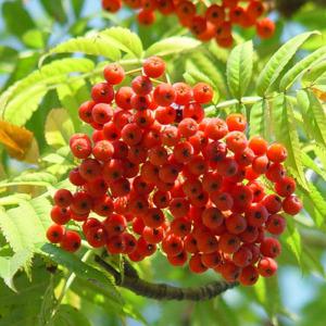 마가목 묘목 2년생 플러그묘 약용수 1주