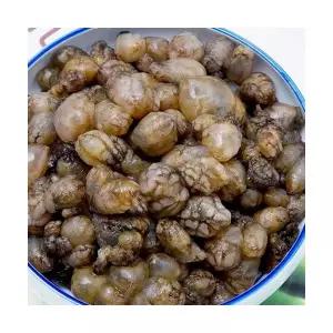 마산 진동 활 미더덕 냉동 오만둥이 당일조업 오만디 만디 미더덕회