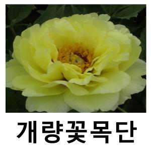 개량꽃목단 모란 해황 3년생 2-3지