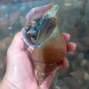 나발 고동 소라 1kg(8~10미)