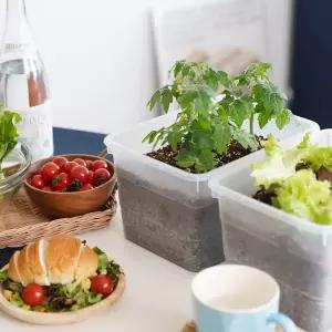 꿈쟁이 집에서 가꾸는 베지가든 텃밭 세트 4종 중 택1/새싹/씨앗/키트/홈가드닝/베란다/채소/재배기/상추