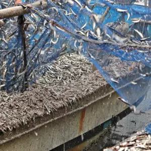 남해안 생물 손질 생멸치 멸치 찌개 탕 조림 튀김 500g