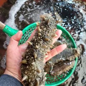 제철 해삼1kg 4인 횟감 멍게