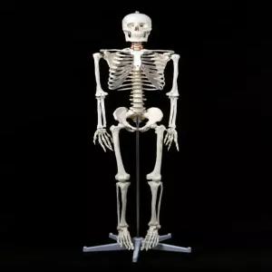 해골모형 뼈 척추 인체 정식 뼈모형 모형도 해부학 해골 교구 골격 모델 교육용 신경