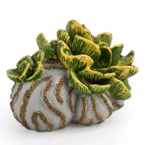 모모스 해양생물 아우리쿨라리아 (해삼류 애벌레 T6016) 동물학습 동물모형