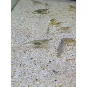 건강한 생이새우 100마리+알꽉찬 포란암+초보수초 1촉 어항꾸미기 관상용새우