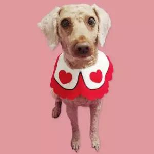 SFr 반려동물 턱받침 B 대 애견스카프 고양이스카프 토끼옷