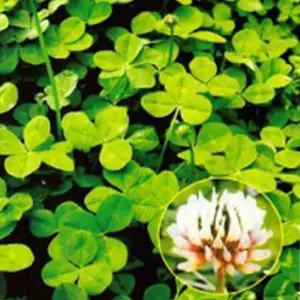 (300g) 화이트클로버/풀씨/지피/식물/씨앗/품종/종자/원예/새싹키우기/클로버종자/학교