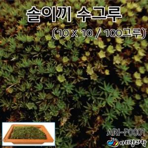 초등과학 작은생물 현미경 관찰 식물 솔이끼 수그루