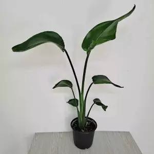 홈가드닝 여인초(중) 극락조키우기 실내화초