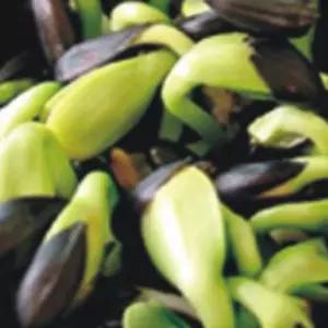 씨 새싹재배씨앗 해바라기종자 야채품종