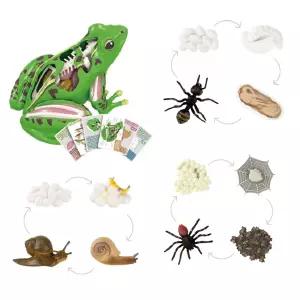 어린이집교구 개구리해부 개미 달팽이 거미 성장과정 두뇌개발 리얼