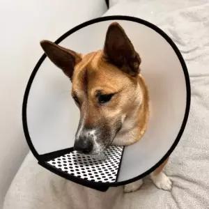 반투명 강아지 넥카라 깔대기 3호 강아지넥카라 고양이넥카라 강아지깔대기 중형견넥카라