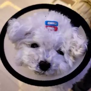 반투명 강아지 넥카라 깔대기 7호 강아지넥카라 고양이넥카라 강아지깔대기 중형견넥카라