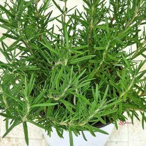 향기나는 화분 식물 로즈 쉬운 중품 키우기 허브 마리 물중품 화분식nop534