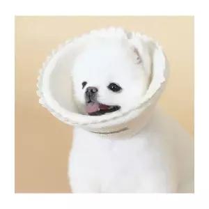 애완동물용품 피부관리 초코펫하우스 눈관리 넥카라 오가닉