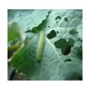 배추흰나비 애벌레 30마리 - 4/1 출고 예정