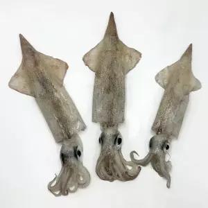 국내산 동해안 급냉 한치 1kg 15미 내외