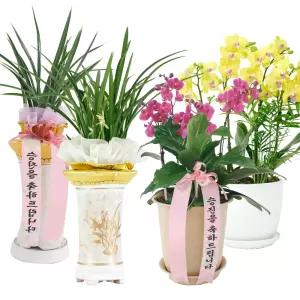 개업식 축하난 승진난 축하선물 동양란 서양란 오만플라워