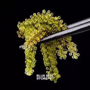 바다포도 20g 개별포장 우미부도 그린캐비어 씨그레이프 바다해초