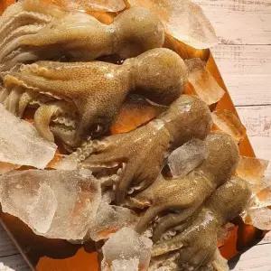 국내산 연안 활 쭈꾸미 생물 1kg