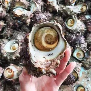 통영 해녀채취 제철 자연산 뿔소라 1kg 5 10미)