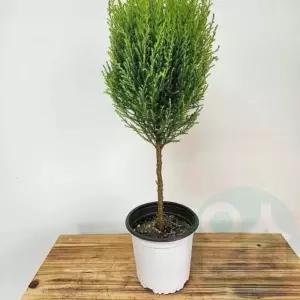 위랜드 율마 토피어리 화초 약60cm 생화초 회사식물