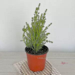 율마 식물 외목대 피톤치드효과 율마식 물피톤치드효과efg584