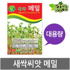 대용량 새싹메밀씨앗 500g 1kg 새싹씨앗 메밀싹 종자