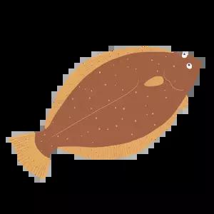 자연산 선어 생물 광어회/450g 내외