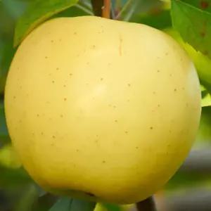 [충북농원] 시나노골드 사과나무 묘목 - 1년생 M26 이중접목묘