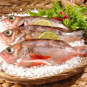 신안바다 가거도 불볼락- 대3미(23cm이상) 볼락/열기