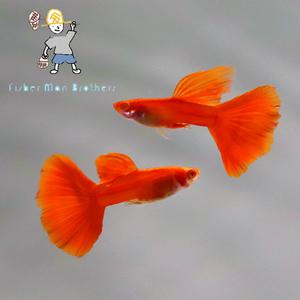 [힘찬열대어] 알비노 풀 레드 구피 1쌍