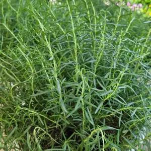 [충북농원] 로즈마리 화분 - 포트묘