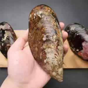 자연산 홍합 담치 2kg 특대