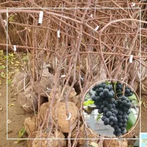 서울농원묘목/캠벨 포도나무 결실주 3년생 분묘