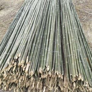 오이대 지주대 덩쿨나무 대나무 지지대 식물 오이 고추 가지