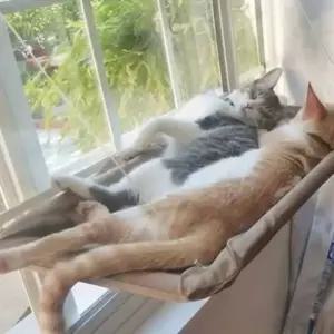 착붙는 고양이창틀해먹 창문거치대 창문해먹 흡착식 22kg