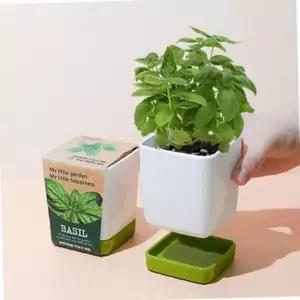 아이방꾸미기 화분 컬러물받침 허브 바질키우기 세트