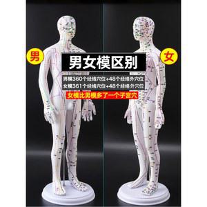 경혈 인체경락모형 전신 연습 교육용 한의원 실리콘 침구학 심장 그림 내장