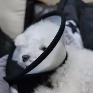 오너클랜 반투명 강아지 넥카라 깔대기 5호