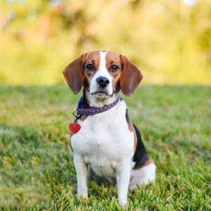 140PCS 반려동물 이름 열쇠고리 고양이 ID 스틸 20PCS 스테인리스 공예 전화번호 세트 80PCS 40PCS 펜던트 컬러풀 태그 애완동물용 양면 알루미늄