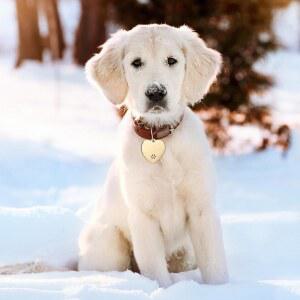 히카러 30개 모양 애완동물 DIY 고양이 액세서리 중공 디자인이 목걸이 이름 하트 사이즈 ID 맞춤형 새겨진 블랭크 개인 일반 스테인리스 양쪽에 스틸 태그 이름표