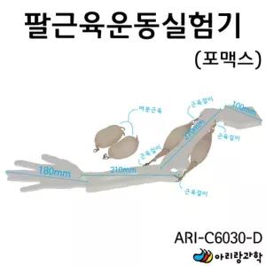 포맥스 팔근육 이두/삼두 관절운동 재현 실험 모형