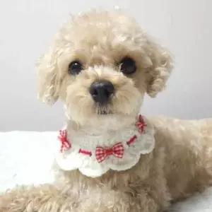 체크리본뜨개애견케이프 리본레이스애견케이프-WD44169