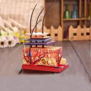 해부학 두피모형 입체 확대 모낭구조 피부과 인체골격 두개골 대퇴골 관절 경추