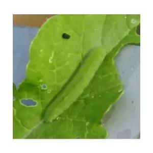 배추흰나비 애벌레 - 4/13 출고 예정