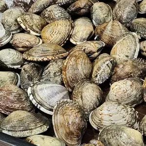 당일어획 활 왕바지락 조개 자연산 1kg 50 55미)